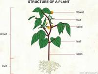 plant parts and their functions - Year 12 - Quizizz