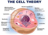 developmental biology - Class 9 - Quizizz