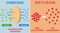 osmosis and tonicity - Year 8 - Quizizz