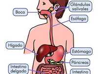 los sistemas digestivo y excretor - Grado 4 - Quizizz