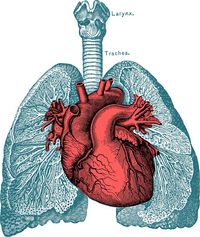 los sistemas circulatorio y respiratorio - Grado 6 - Quizizz