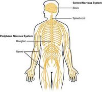 the immune system - Year 11 - Quizizz