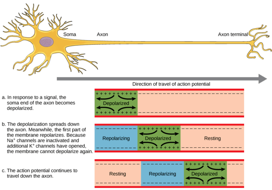 action-potential-2-2k-plays-quizizz