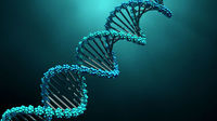 chromosome structure and numbers - Grade 10 - Quizizz