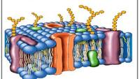 la membrana celular - Grado 11 - Quizizz