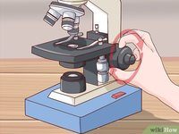 Focus specimens using the compound microscope