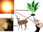 Passive Transport, Cellular Respiration and Photosynthesis