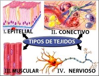 tejidos - Grado 8 - Quizizz