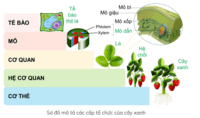 cấu trúc của tế bào - Lớp 6 - Quizizz