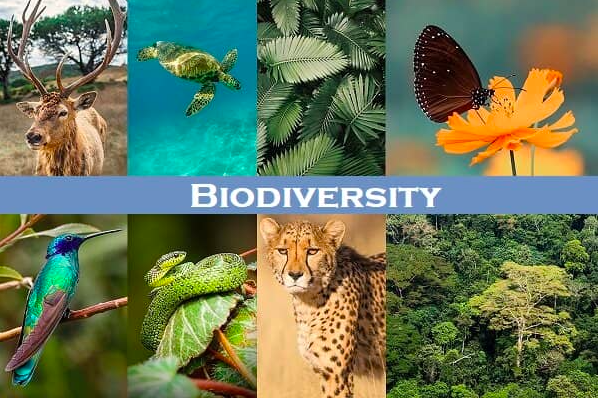 N3 Biology biodiversity | Quizizz