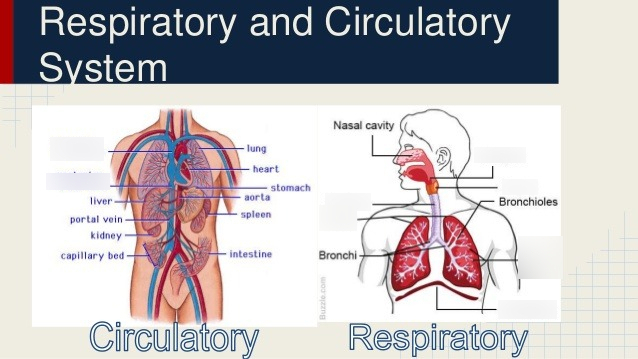 Circulatory and Respiratory Systems