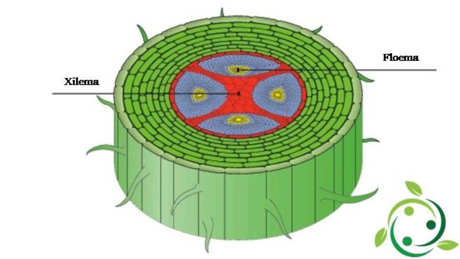 biología vegetal - Grado 1 - Quizizz