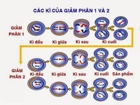 Phân loại tứ giác - Lớp 10 - Quizizz