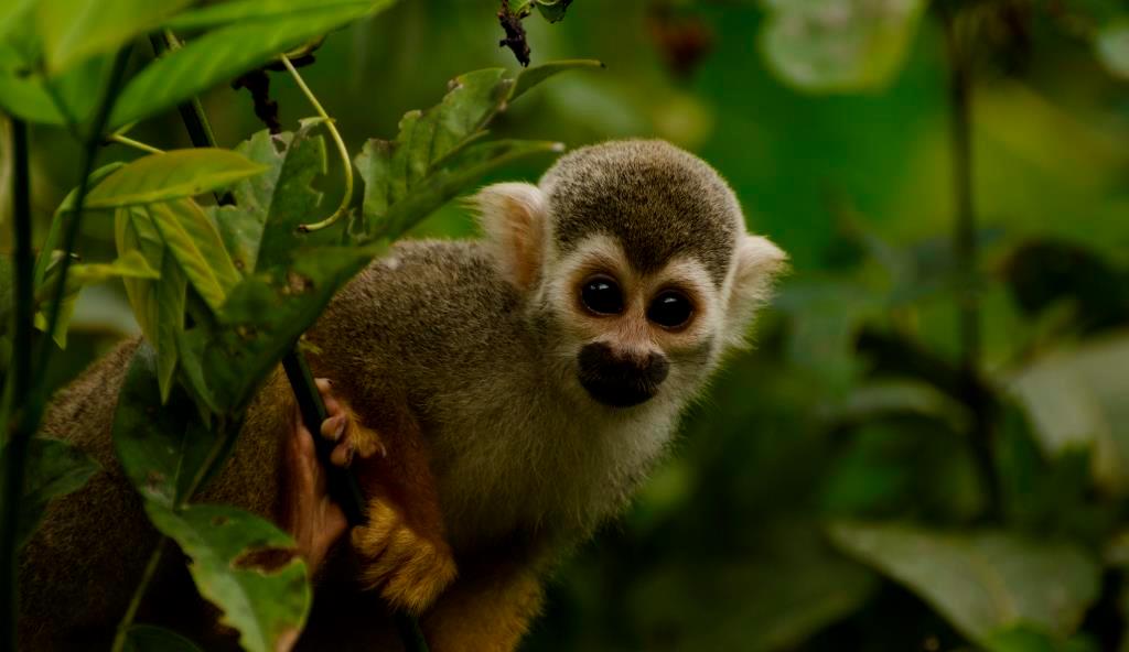 Biodiversity | Quizizz