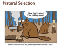 Selección natural y adaptaciones Tarjetas didácticas - Quizizz