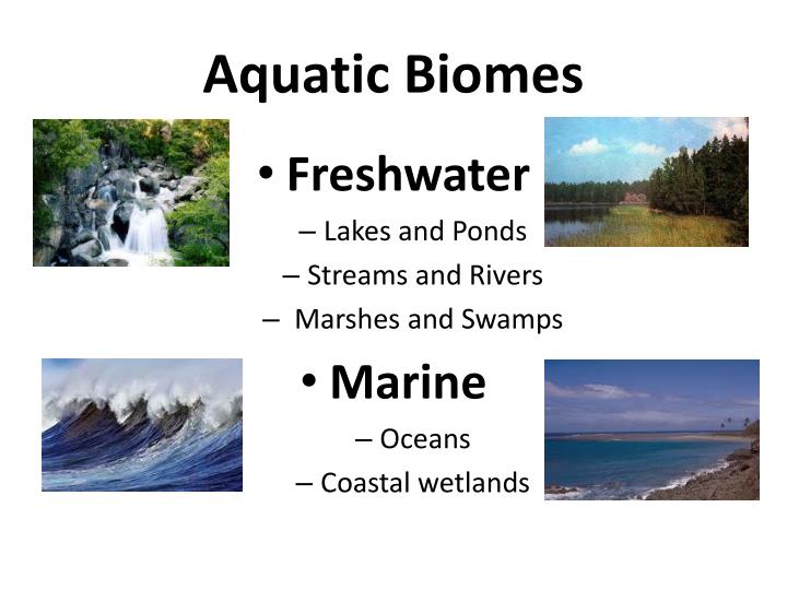 aquatic biomes characteristics
