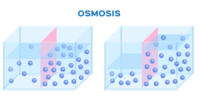 osmosis and tonicity - Year 12 - Quizizz