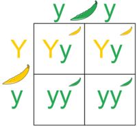 punnett squares - Year 8 - Quizizz