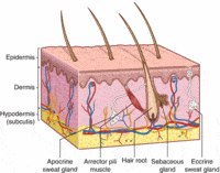 Layers of the skin | Biology Quiz - Quizizz