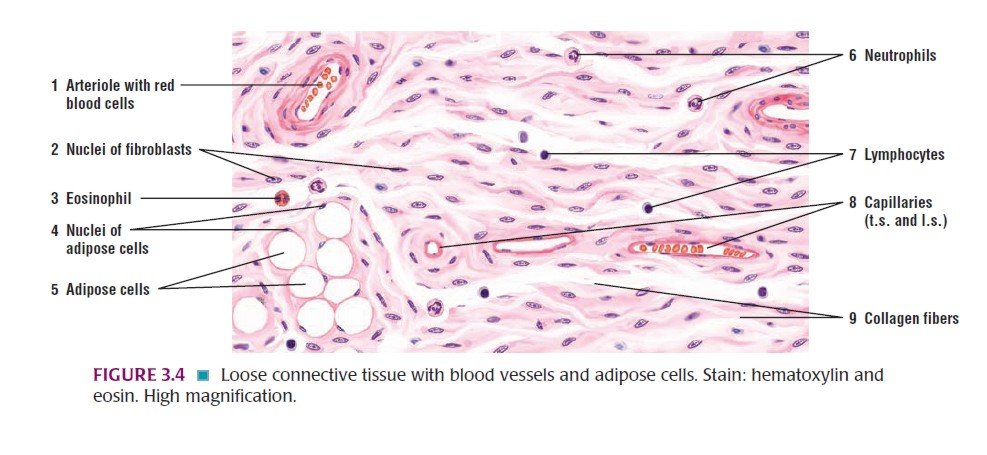 Histologi Quizz