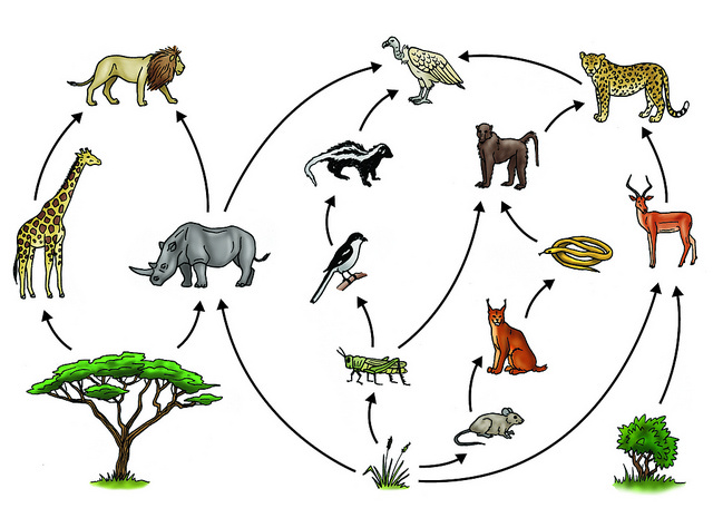 Interdependency and Environmental Changes