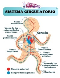 os sistemas circulatório e respiratório - Série 5 - Questionário