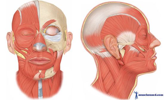 Muscles of the Head | Biology Quiz - Quizizz