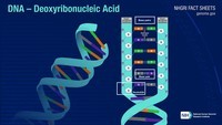 rna and protein synthesis - Year 6 - Quizizz