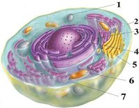 komórka roślinna i zwierzęca - Klasa 8 - Quiz