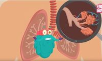 the circulatory and respiratory systems - Year 9 - Quizizz