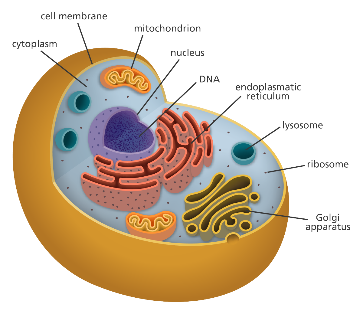 structure of a cell - Year 11 - Quizizz