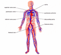 the circulatory and respiratory systems Flashcards - Quizizz