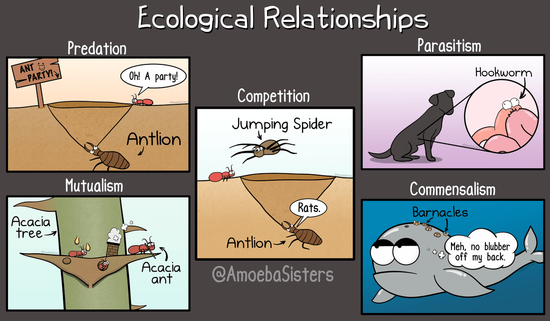 ecologia - Série 9 - Questionário