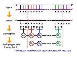 12. Cơ chế di truyền và biến dị - vận dụng số 1