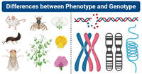 genetics vocabulary genotype and phenotype Flashcards - Quizizz