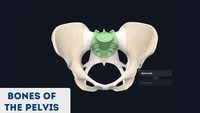 Anatomy Cards - Grade 11 - Quizizz