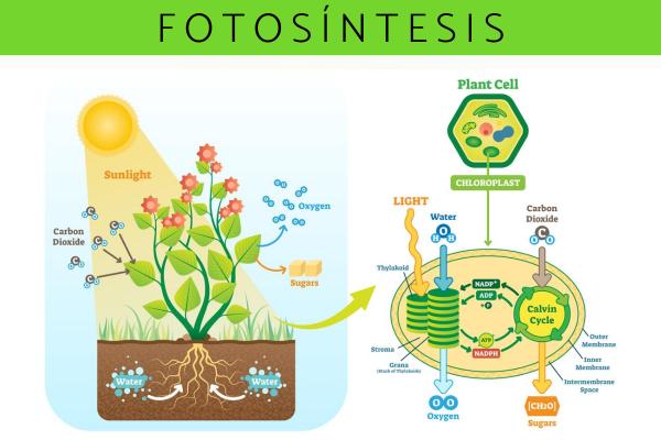 fotosíntesis - Grado 3 - Quizizz