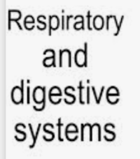 the digestive and excretory systems - Grade 4 - Quizizz