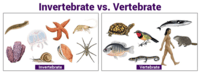 vertebrates and invertebrates - Grade 12 - Quizizz