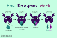enzimas - Série 6 - Questionário