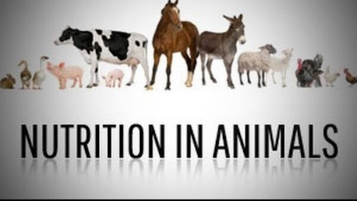 NUTRITION IN ANIMALS