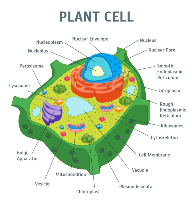 Plant And Animal Cell Quiz | Quizizz