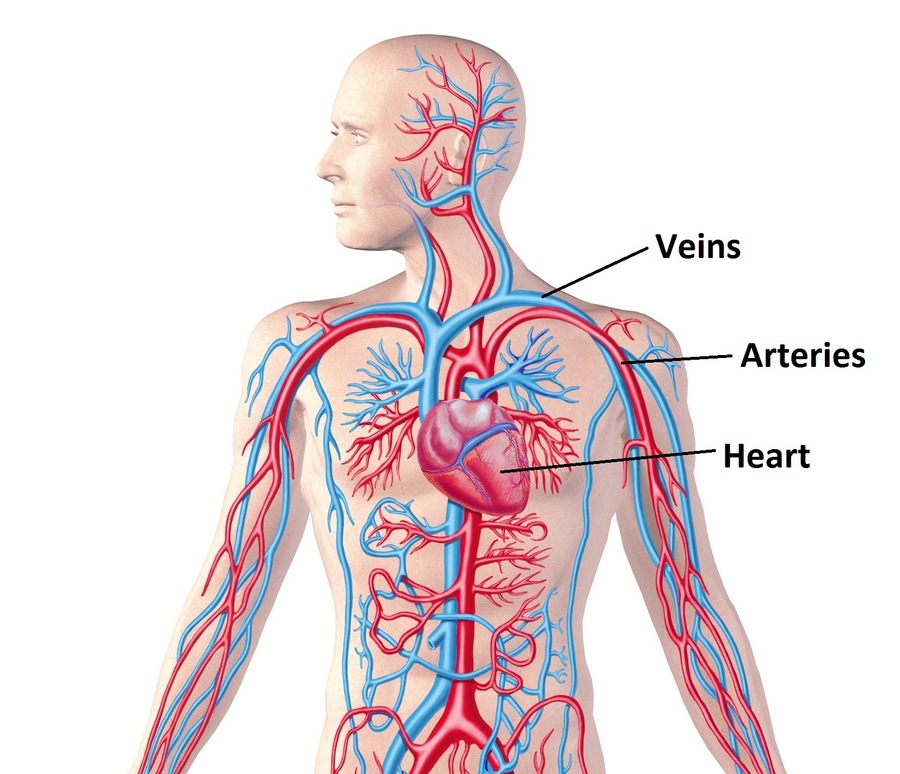 Circulatory System | Science Quiz - Quizizz