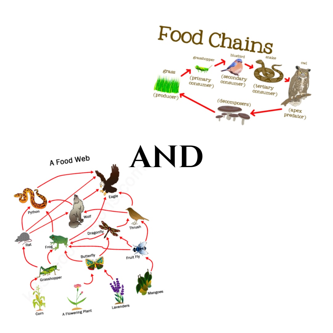 food-chain-and-food-web-science-quiz-quizizz