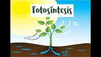 fotosíntesis Tarjetas didácticas - Quizizz