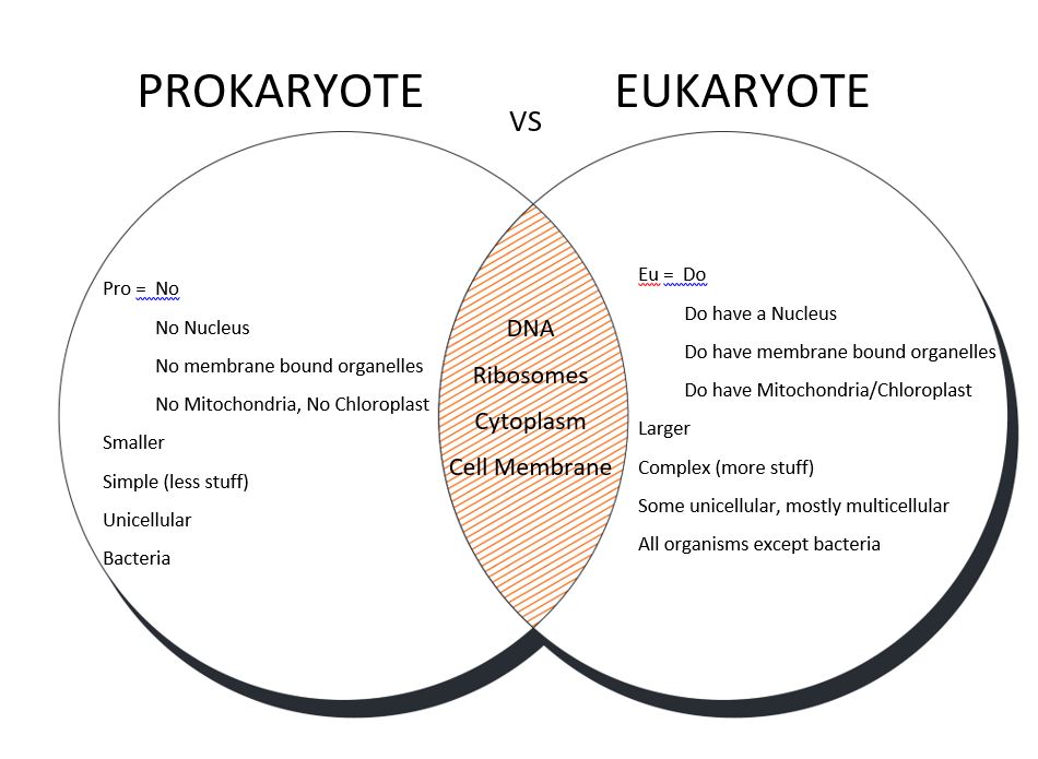 Prokaryote Eukaryote | Quizizz