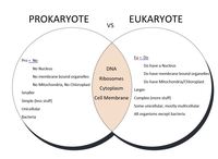 prokaryotes and eukaryotes - Grade 9 - Quizizz