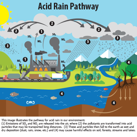 Acid Rain & water pollution | Environment - Quizizz