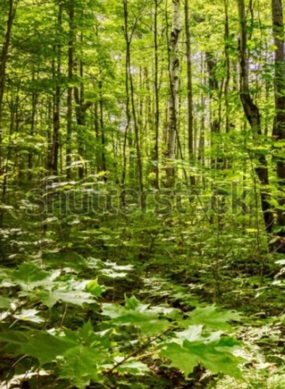 the-land-of-dense-forests-social-studies-quizizz