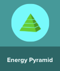 Energy Pyramid Brainpop General Science Quiz Quizizz